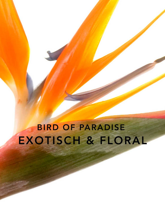 ORANGE DAZE SCENTED CANDLE - ORANGE&BIRD OF PARADISE